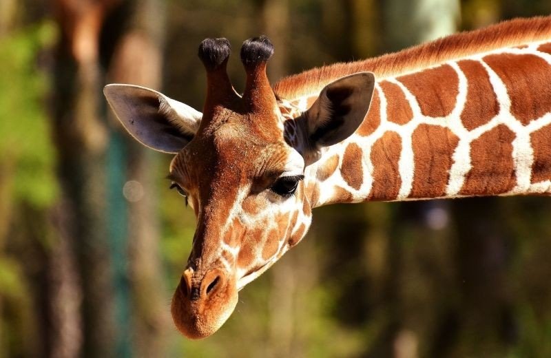 Parc d'attractions_zoo